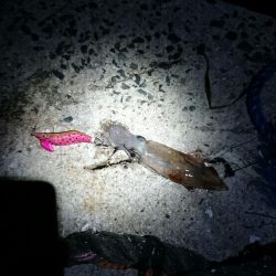 ケンサキエギング