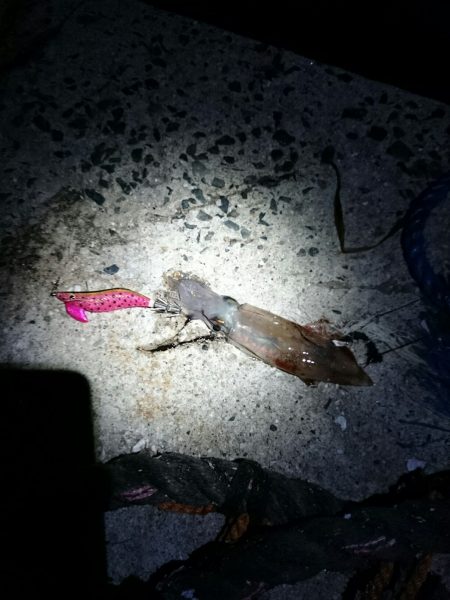 ケンサキエギング