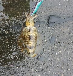 梅雨らしい天気