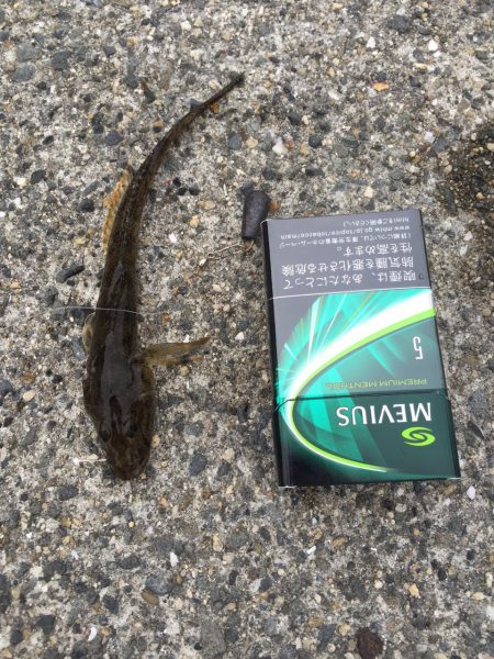 雨あがりで、、