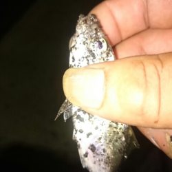 タコが食べたくて