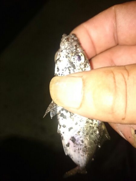 タコが食べたくて