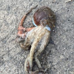 泉佐野コンビナートで