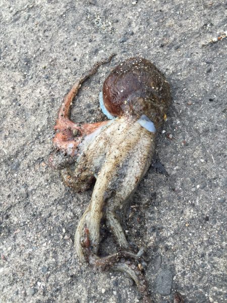 泉佐野コンビナートで