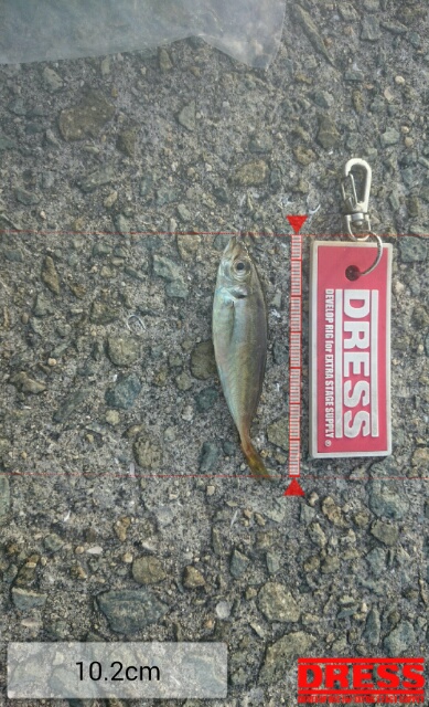 メバルは終わりかな