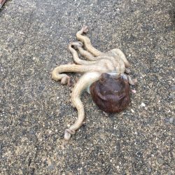 今日はよく釣れました(^_^)