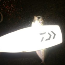 どしゃ降りアジング