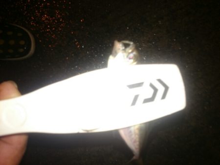 どしゃ降りアジング