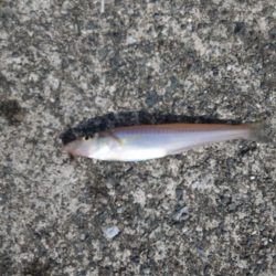 大型キスを狙ったが、不発に。