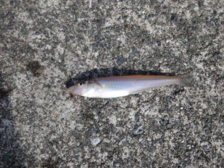 大型キスを狙ったが、不発に。