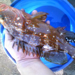 アコウ釣れました！