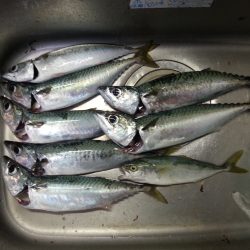 遠投サビキでサバ