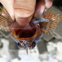 久しぶりの良型