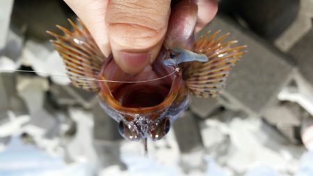 久しぶりの良型