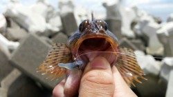 久しぶりの良型