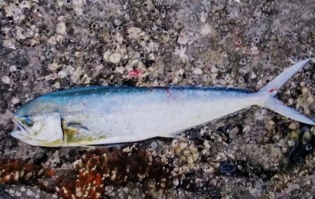 何とか釣れました！