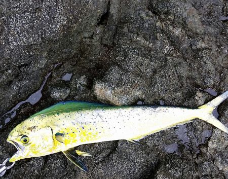 シイラゲット！