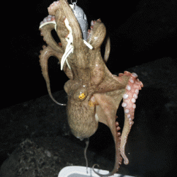 姫路タコ（2015-1）