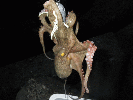 姫路タコ（2015-1）