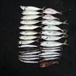 ピアーランドで色んな釣り