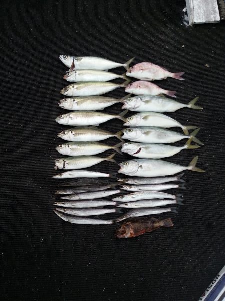 ピアーランドで色んな釣り