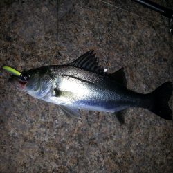 雨上がり釣行！