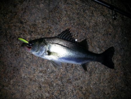 雨上がり釣行！