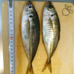 北公園アジング