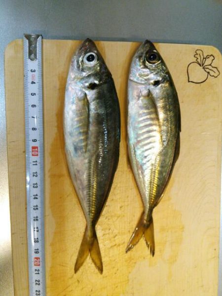 北公園アジング