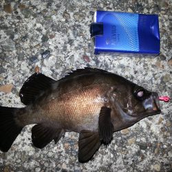 祝20up梅雨メバル