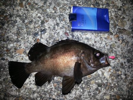 祝20up梅雨メバル