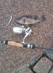 メバルGET、伊根ではイカ好調