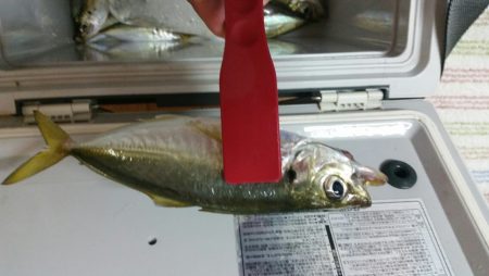 あ、アジだぁーー