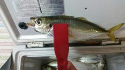 あ、アジだぁーー