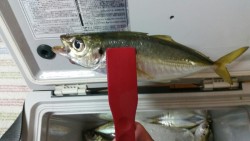 あ、アジだぁーー