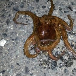 いろんな釣り方で…