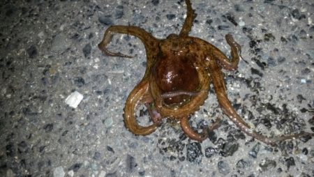 いろんな釣り方で…