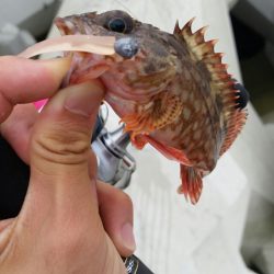 サバ減ったのか。