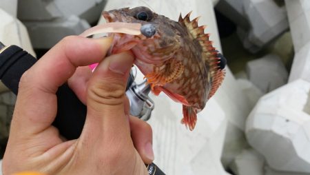 サバ減ったのか。