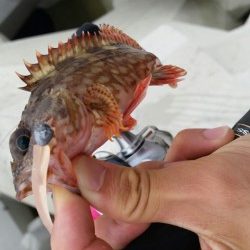 サバ減ったのか。