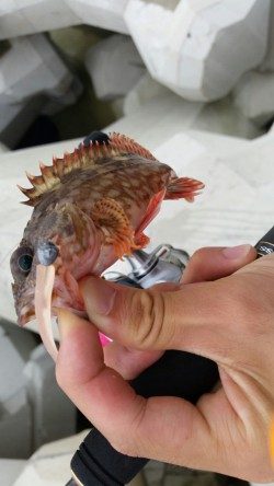 サバ減ったのか。