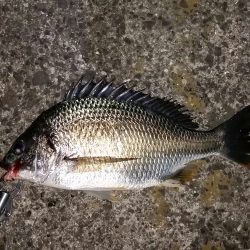 まあまあサイズ