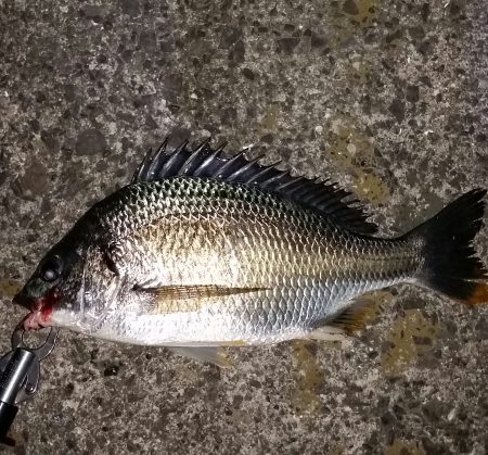 まあまあサイズ