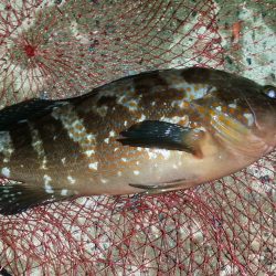 撒き過ぎた‥…………？