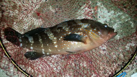 撒き過ぎた‥…………？