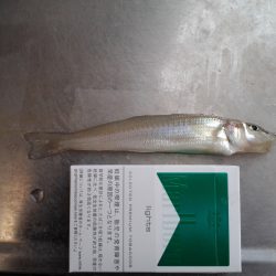 キスが釣れない