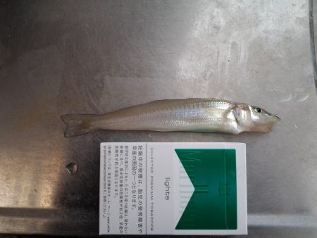 キスが釣れない