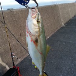 ツバス連発！！