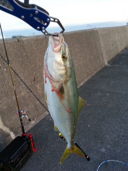 ツバス連発！！