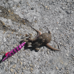 姫路タコ（2015-2）